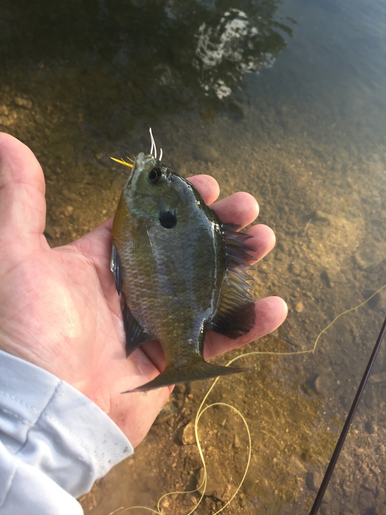 Ultralight Fly Fishing • Sulphur Creek Lampasas TX 27 August 2016